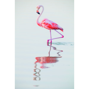 Claudio Contreras Koob, Flamingo