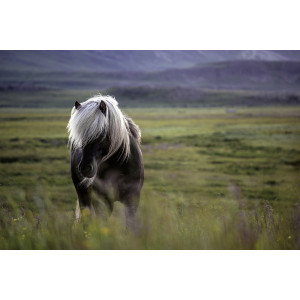 Guadalupe Laiz, Horses of Iceland